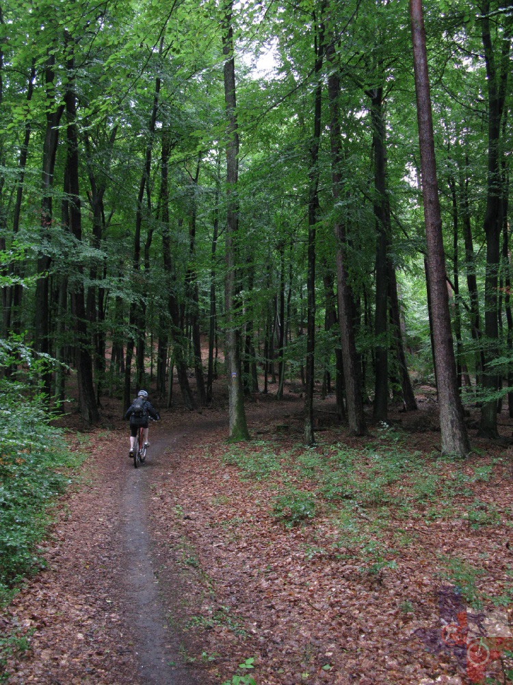 Palatinate Forest Route 2 (Mountainbikepark Pfälzerwald), Waldfischbach-Burgalben