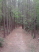 Shot entering the tighter forest section (photo courtesy of Cypress Bend Resort)