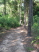 Early on the trail seems beginner-friendly as it rolls through the pines