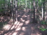 A easy ascent along Loop 1