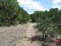 Nearly the entire trail at BLORA is covered in rocks, so it's not an easy trail to ride. This section is as easy at it gets (photo courtesy of Mike Strawn)