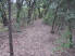 A nice stretch of singletrack through the leaves and trees