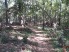 This tree was bent over by the hurricane (photo courtesy of Mike Strawns)