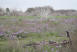 Shoreline trail in Spring (photo courtesy of tnkntx)