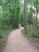 A flowing section of the developed trail along Alligator Alley