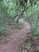 A winding section of singletrack that allows a little speed