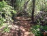 A shaded section through the trees and vines (photo courtesy of Love2Pedal)