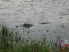 Coming closer to shore looking for a meal. Just hope mountain biker isn't on the menu (photo courtesy of Mike Strawns)