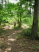 A section of singletrack winding around a downed tree