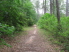 Singletrack heading north on Deep Gully Tr. South