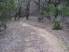 Winding your way into the trees (pre-ride)