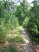 A fast stretch of singletrack along Jeep Loop