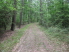 Doubletrack along Logging Loop Trail