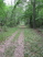 A well-defined section of doubletrack along Logging Loop Trail