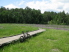 A stop alongside the Pineywoods Nature Trail Boardwalk to enjoy the wild flowers