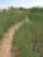 Singletrack through the tall grass