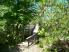 The bridge to Island Trail (photo courtesy of EastTexasBill)