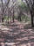 A smooth section of rolling singletrack through the cedars