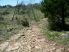 This prickly pear will gladly slow your descent (photo courtesy of EastTexasBill)