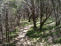 Pleasantly winding through the shade (photo courtesy of EastTexasBill)