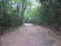 A wide path makes up the majority of Oak Thicket Park's trail