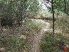 The singletrack flows in and out of the trees along Sleeper Trail