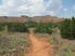 Prickly pear enjoys being around mountain bikers