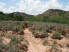 A sandy corridor along Capitol Peak