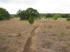 The trail is equally split between open fields and in the trees