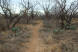 A smooth section of trail, with the standard cacti sides (photo courtesy of Thed)