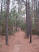 A pine-covered path across another of the North/South Trailway's bridges