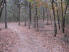 A winding, leaf-covered section of trail