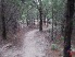 Winding through the pines, some sections are wide singletrack