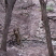 Follow the pile of rocks & 2x4 pointing the way to the new loop (photo courtesy of Tim Irby)