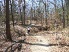 Winding singletrack through the Piney Woods (photo courtesy of Michael Van Buskirk )