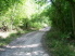 Water Oak Trail = doubletrack (photo courtesy of EastTexasBill)